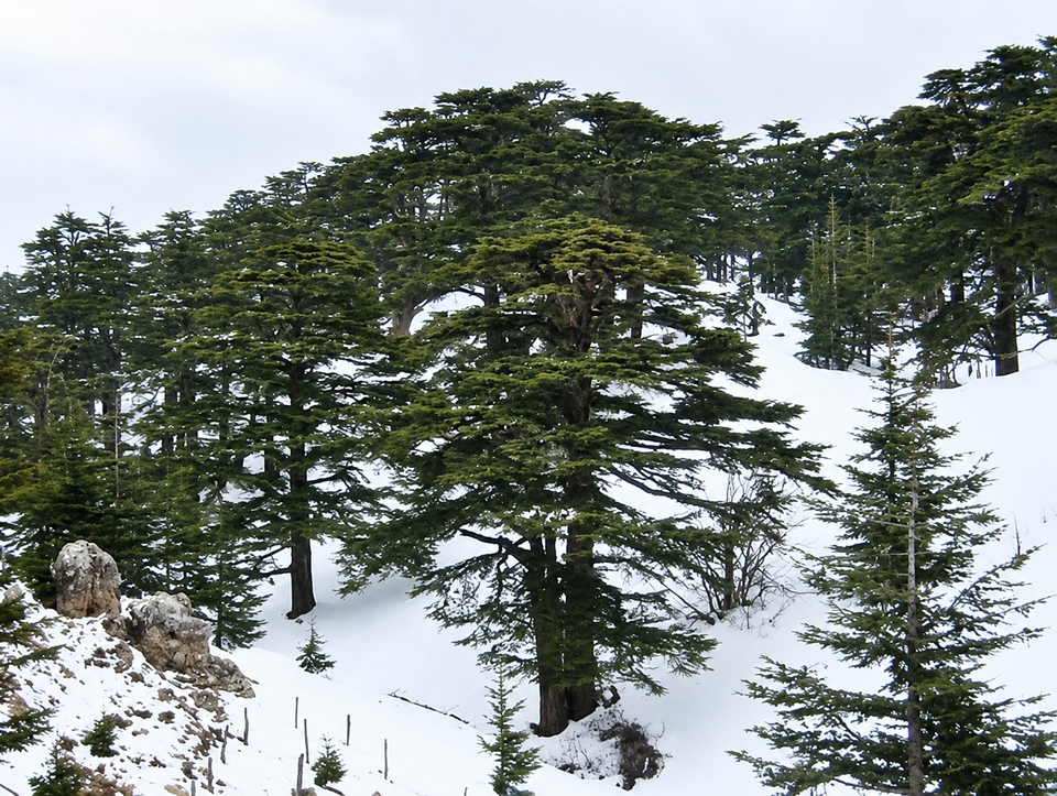 Snow & winter
